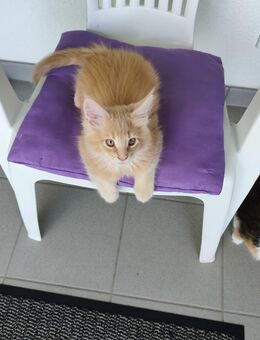 Reinrassige Main-Coon Baby Katzen - Wetzlar