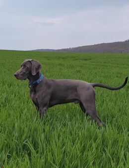 Deckrüde Weimaraner - Aerzen