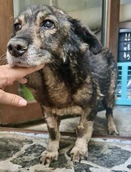 Senior Maiky sucht nochmal Liebe - Koblenz