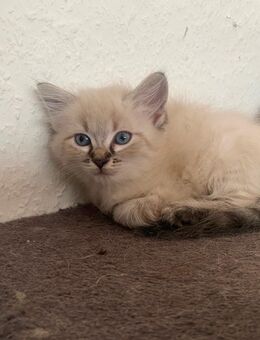 Babykatze zu verkaufen - Balingen