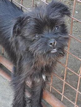 Kleiner Nemo sucht seine Familie - Weilheim (Oberbayern)