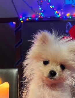 Mini Pomeranian Welpe Rüde - Heide