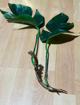 Epipremnum Pinnatum Variegata Ableger - Gräfenberg
