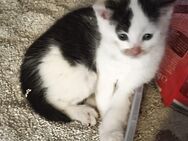 Wunderschöne Katzen suchen ab 31.7.25 ein liebevolles Zuhause - Ursberg