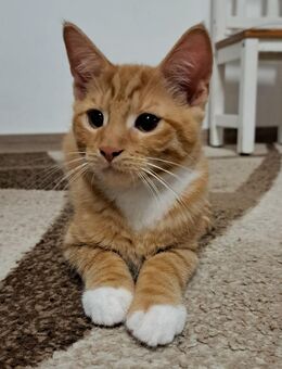 Maine Coon Mix - Rottenburg (Laaber)