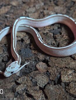 Granite Tessera Motley Pied - Schwelm