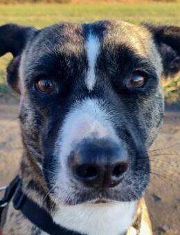 Niky ruhiger Leinenläufer - Kallmünz