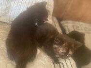 Katzen kitten - Northeim