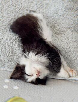 Mayer 🐾 bringt dein Leben zum Strahlen - Kirchheim (München)