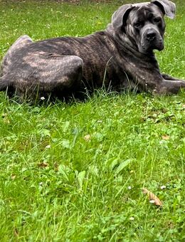Cane Corso Rüde 1Jahr - Oberhausen
