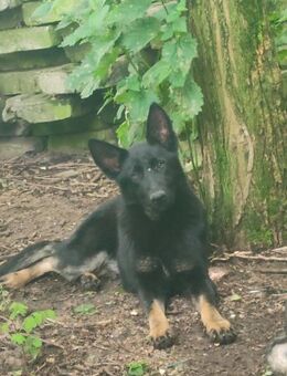 Hara - freundlich und sportlich - Westerholt