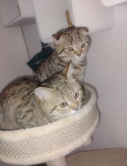 BKH Kitten - Lahr (Schwarzwald)