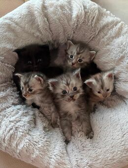 Maine Coon Kitten mit Stammbaum ab Anfang/Mitte Januar abzugeben - Minden (Nordrhein-Westfalen)