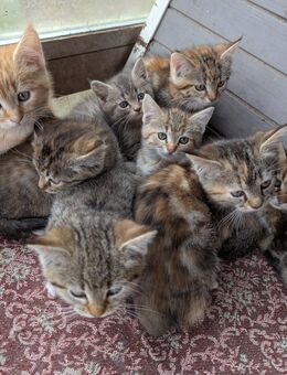 Süsse mix katzen,Maine coon,Perser,ekh - Kyritz