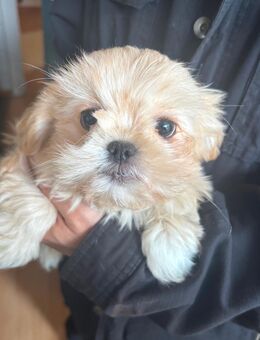 🐶 Süßer Malteser x Pekinese Welpe – 12 Wochen alt – bereit für ein liebevolles Zuhause! 🐾 - Gummersbach
