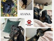 Ayana Welpe Terrier Mischling Junghund - Margetshöchheim