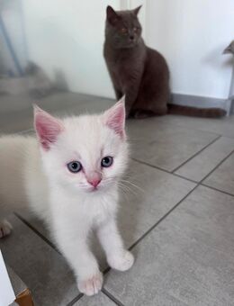 Wunderschöne BKH Katzenbabys - Burg (Sachsen-Anhalt)