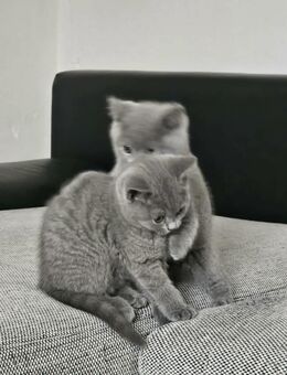 Britisch Kurzhaar Kätzchen - Neuburg (Donau) Zentrum