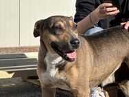 Burga sucht Zuhause außerhalb DE - München
