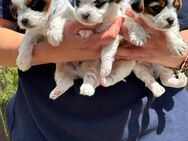 Mini Biewer Yorkshire Terrier reinrassig, Abgabe Ende Juni 25 - Laage