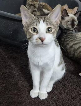 Kater 222839 sucht seine Dosenöffner - Köln