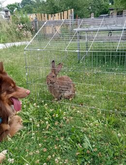 Bordercollie Australien Shepard Mix - Zittau