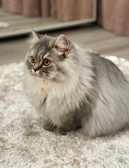 BKH ,BLH Mädchen suchen voll liebe Zuhause - Strehla