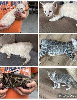 Abzugeben Bengal kitten Mit Stammbaum - Dortmund