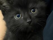 Main coon mix Katzenbabys schwarz in Ulm - Ulm