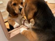 Reinrassige Beagle Welpe zu verkaufen. - Bamberg