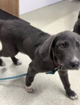 Unsere elegante kleine Lady Jade - München