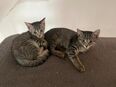 Zwei Katzenkinder suchen ein neues Zuhause in 96476