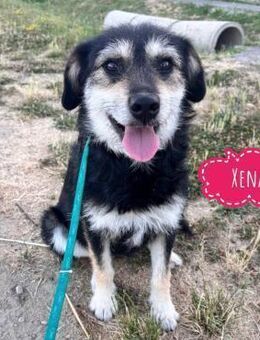 Xena eine brave, sanfte, liebe Hündin - Flörsheim-Dalsheim