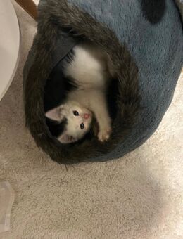 Kitten abzugeben - Greifswald