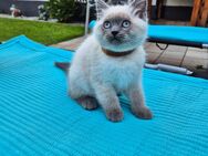 BKH Kitten Abgabereit - Gimbsheim