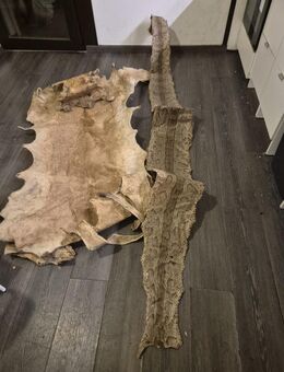 Schlangenhaut (Python) und Hirschhaut Leder - Köln