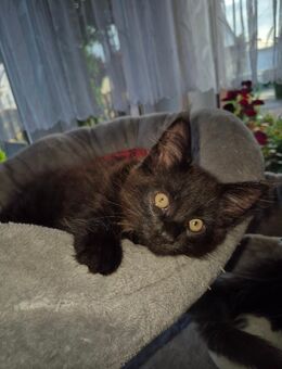 Knuddelalarm! Ein Maine Coon Kitten wartet noch auf Ihre Dosenöffner - Hörselberg-Hainich