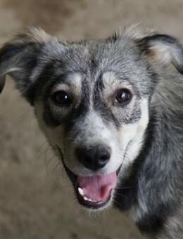 Alexi, geb. ca. 02/2025, GRIECHENLAND - Euskirchen