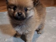 Pomeranian Zwergspitz Welpen, nur 1 sucht noch ein Zuhause! - Südlohn