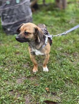 Toffie süßer als Schokolade - Neuberg