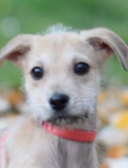 Lim - freundlich & liebevoll - Lohmar