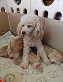 Zwergpudel ,Welpen in 74549