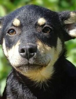 Kleine MIA sucht Zuhause - Gefrees