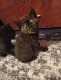 2 weibchen kitten - Ulmen