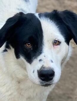 Indonesia, geb. ca. 01/2024, lebt in GR - Euskirchen