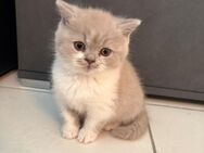 BKH Kitten🥰 - Haigerloch