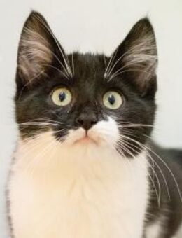 Fredrich - Großerlach