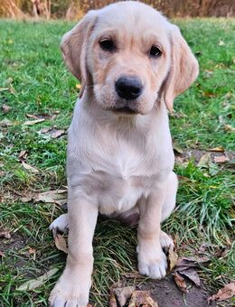 Zauberhaftes Labradormädchen sucht ein liebevolles Zuhause - Bad Langensalza