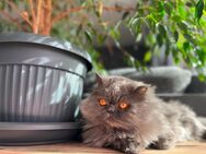 Liebevoller Kater (7 Jahre ) auch als 2. Katze - Weilheim (Oberbayern)