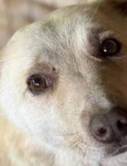 Dana ist eine Herzenshündin 🐾 - Elsdorf (Nordrhein-Westfalen)